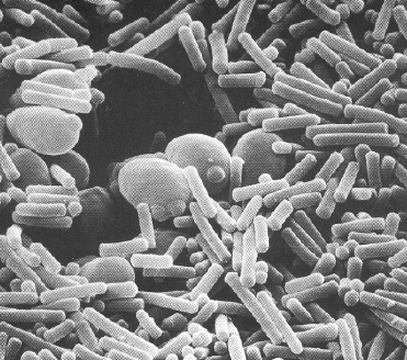 Da Pasteur a oggi con i batteri nel formaggio