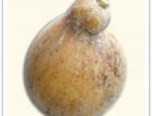 Caciocavallo Irpino di grotta una specialità campana