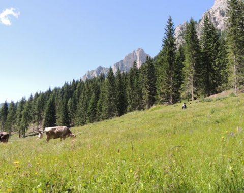 Caseus Veneti 2014, ha perso la Malga