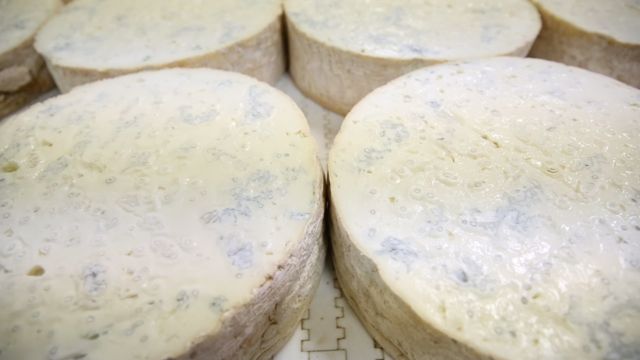 PALZOLA un’azienda all’avanguardia che tocca il formaggio