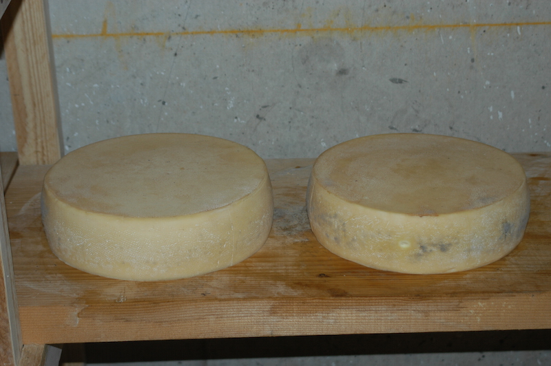 Avedin, il formaggio ominimo della malga zoldana