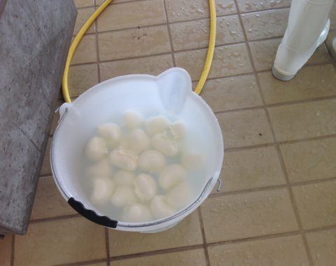 Mozzarella di bufala di Porto Sant’Elpidio