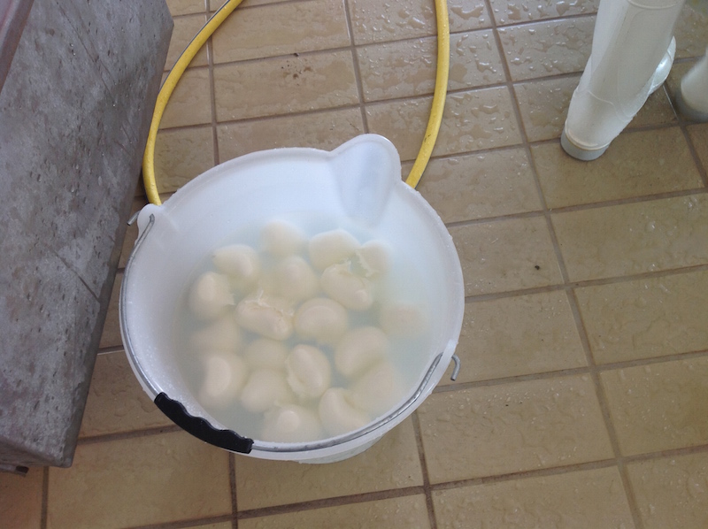 Mozzarella di bufala di Porto Sant’Elpidio