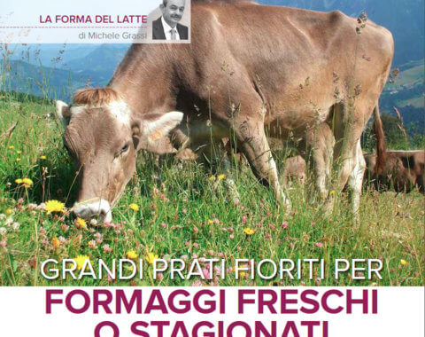 Grandi prati fioriti per formaggi freschi o stagionati aromatizzati