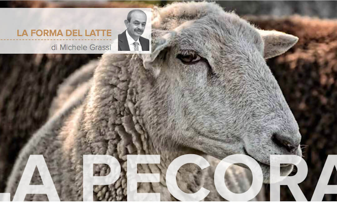 La pecora, un animale ricco che il mercato ha reso povero