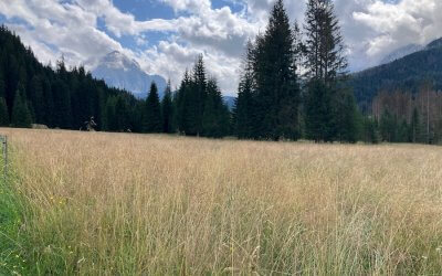 La montagna senza il pascolo è una montagna deturpata